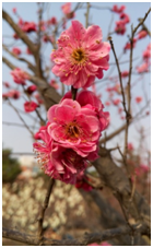 87a8c661f71046d2b35f81ced1017d62.png 图片.png